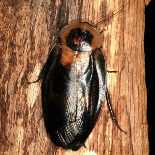Giant Death-Head Cockroach 5/Pack