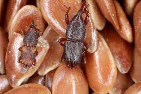Live Grain Weevil 10/Culture