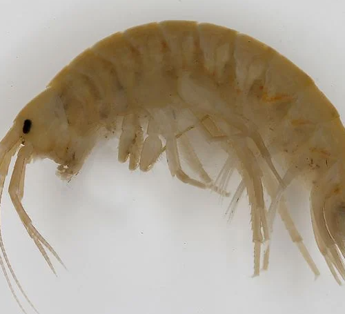 Gammarus Pulex Adult Pk/100
