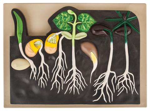 Germination Model