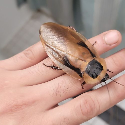 Giant Peruvian Cockroach 5/Pack