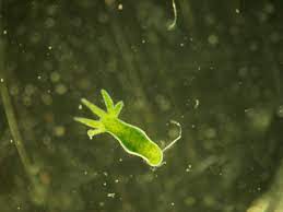 Green Hydra Viridissima 10/Pack