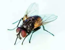 Preserved Housefly Musca Domesticae