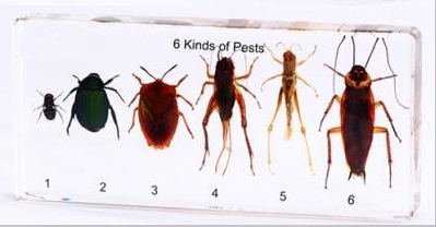 Harmful Insect Specimen 6Types/Kit