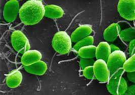 High Quality Chlamydomonas 30ml/Jar