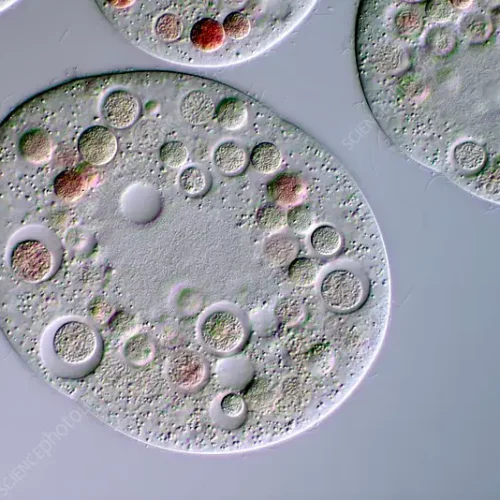High-Quality Colpidium Protozoa-Algae 30ml/Jar