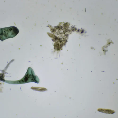 High Quality Protozoa-Algae 30ml/Jar