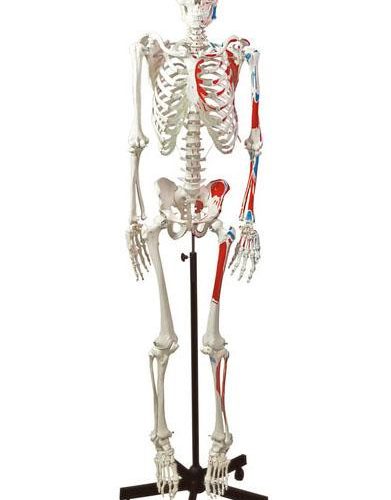 HUMAN MUSCULAR SKELETON MODEL