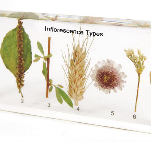 Plastic Embedded Inflorescence Specimen