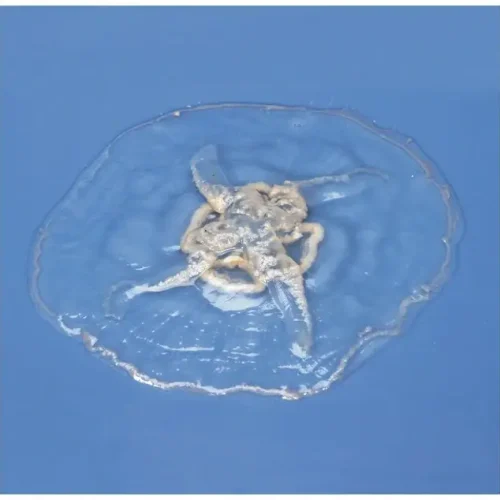 Preserved Jellyfish Aurelia Specimen