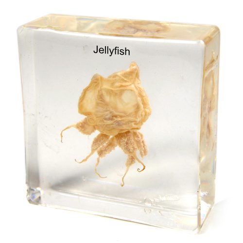 Plastic Embedded Jellyfish Specimens