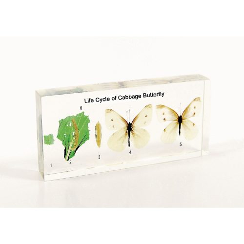 LIFE CYCLE OF CABBAGE BUTTERFLY - PLASTIC EMBEDDED