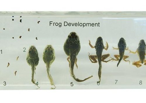 LIFE CYCLE OF FROG- PLASTIC EMBEDDED