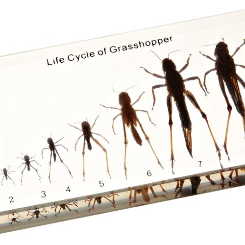 LIFE CYCLE OF GRASSHOPPER - PLASTIC EMBEDDED