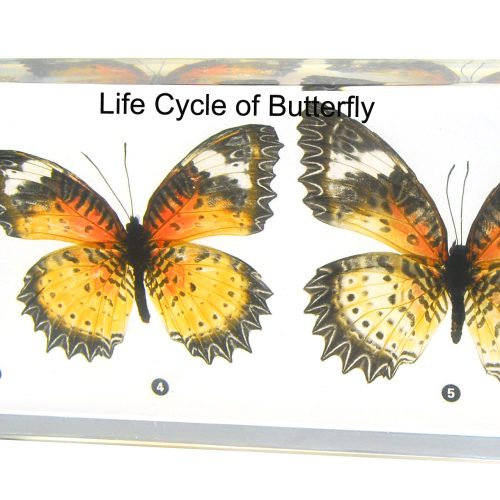 LIFE CYCLE OF BUTTERFLY I - PLASTIC EMBEEDED