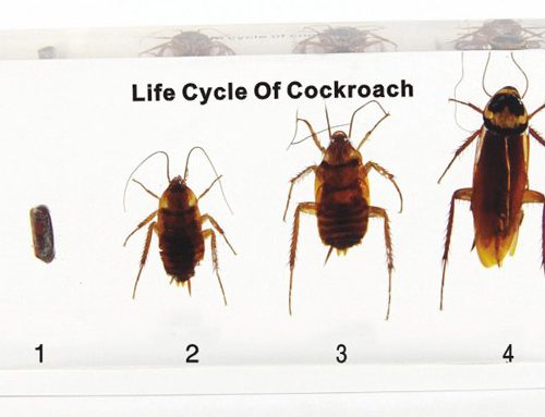 Cockroach Life Cycle Model
