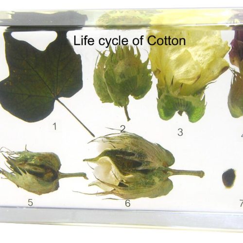 Cotton Life Cycle Specimen