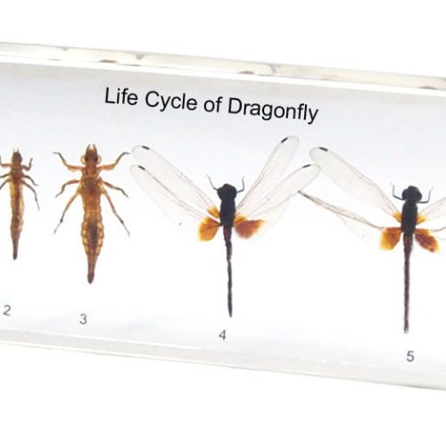 LIFE CYCLE OF DRAGONFLY - PLASTIC EMBEDDED