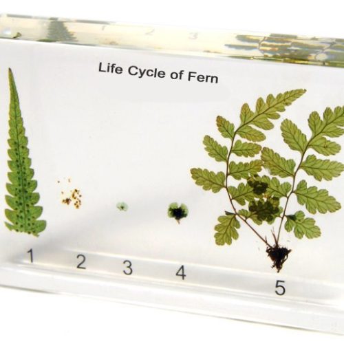 Fern Life Cycle Specimen