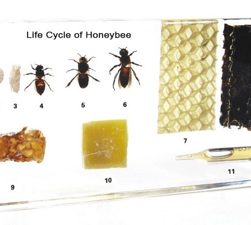 LIFE CYCLE OF HONEY BEE - PLASTIC EMBEDDED