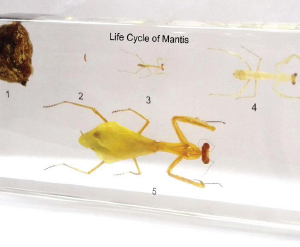 Mantis Life Cycle Set