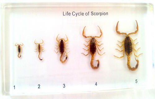 Scorpion Life Cycle Model