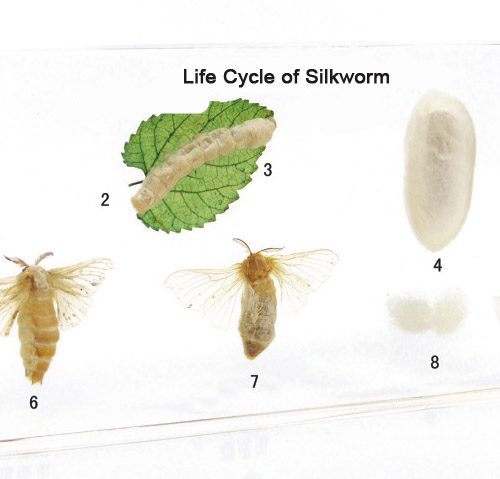 Silkworm Life Cycle Model