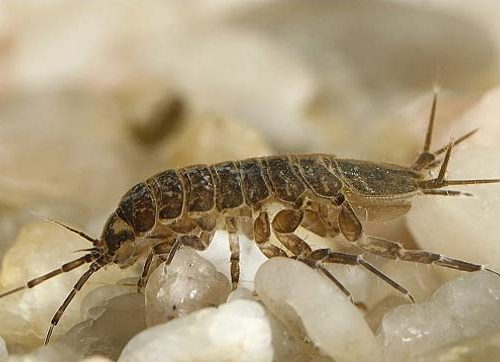 Live Adult Asellus 100/Pk