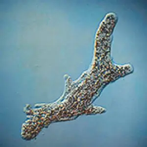 Live Amoeba Proteus 30ml/Jar