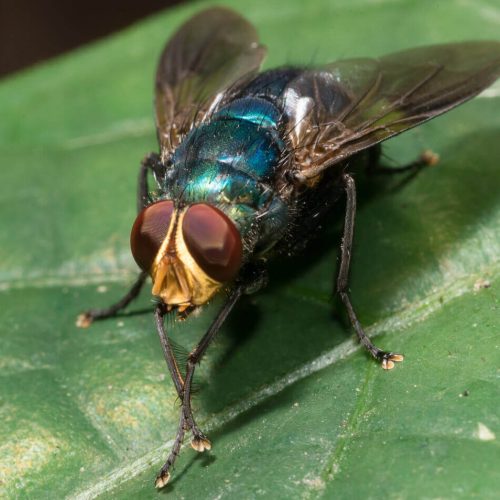 Live Blowfly Adults 100/Kit