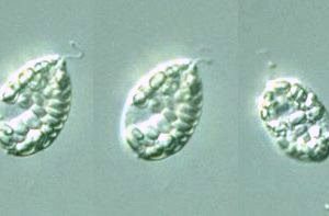 Live Chilomonas Protozoa-Algae 30ml/Jar