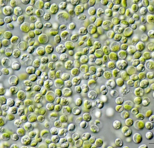 Live Chlorella Organism Culture