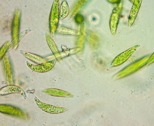 Live Euglena Gracilis Cultures