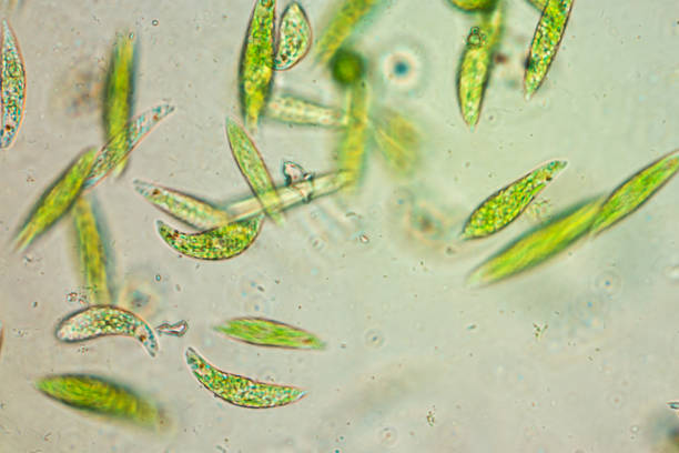 Live Euglena Gracilis Cultures
