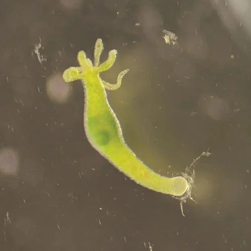 Live Hydra Species 10/Pack
