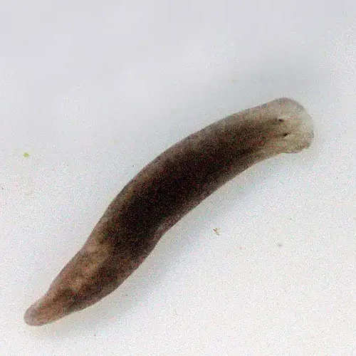 Live Planarian Species 10/Pack