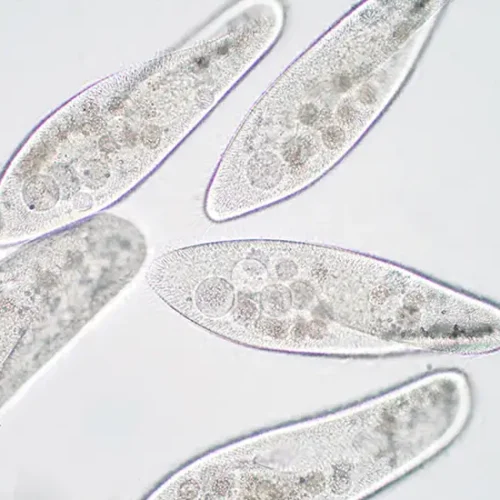 Live Protoslow Mixed Cultures