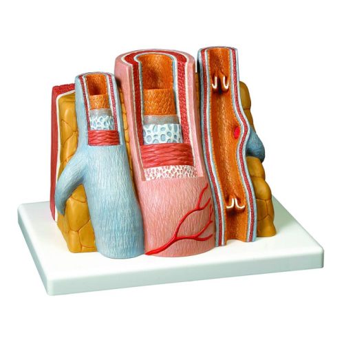 MICRO ANATOMY OF ARTERY & VEINS
