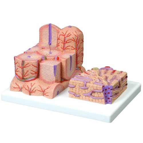 Liver Micro Anatomy Model