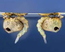 Preserved Mosquito Pupae Specimen