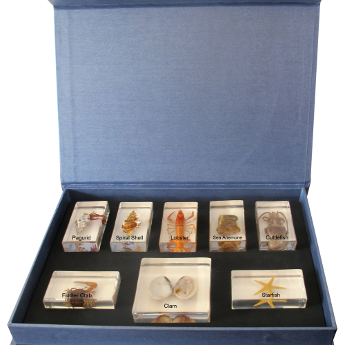 Marine Animal Set 8/Kit