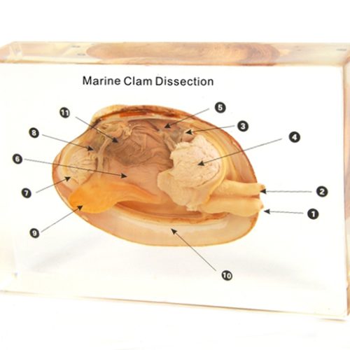 Marine Clam Dissection Specimen