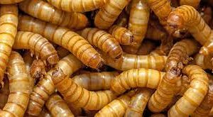 Mealworm Crickets Larvae 50g