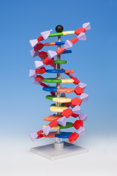 MINI DNA 12 LAYERS
