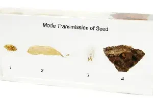 Seed Transmission Embedded Specimen
