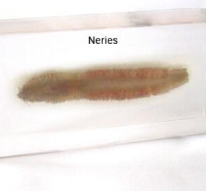 Plastic Embedded Nereid Specimens