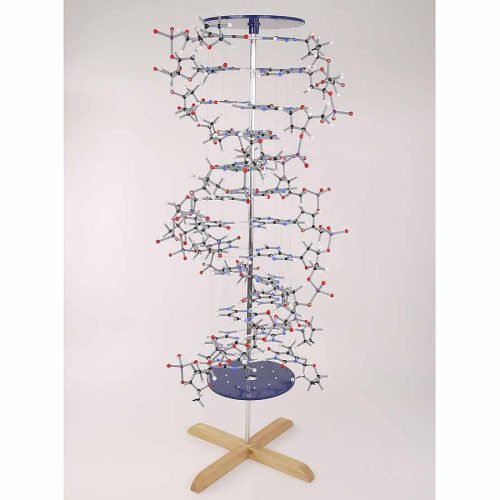 Orbit Preview DNA Model