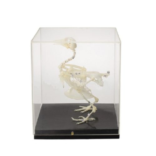 SKELETON OF PIGEON