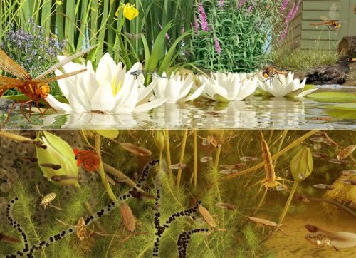 60-Specimen Freshwater Aquarium Collection