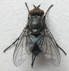 Preserved Adult Blowfly Specimen